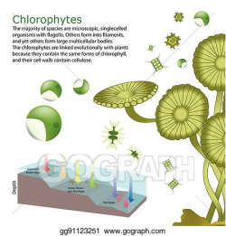 EPS Vector - Underwater algae seaweed elements. Stock Clipart ...