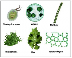 10.2 What are Algae? | EGEE 439: