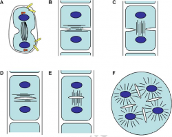 ariability of cytokinetic mechanisms in algae and embryophytes. A ...