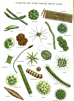 Green Algae Drawing at GetDrawings.com | Free for personal use Green ...