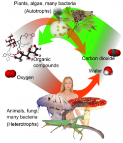 Autotroph - Wikipedia