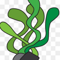 Green algae Seaweed Clip art - Aquatic plants png download - 566*800 ...