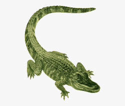 Alligator Clip Art - Green Alligator, Cliparts & Cartoons ...