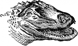 American Alligator | ClipArt ETC