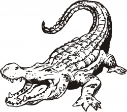 20 Fresh American Alligator Coloring Page | Voterapp.us