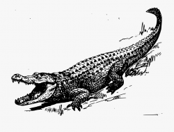 Alligator Ⓒ - Black And White Crocodile #372928 - Free ...
