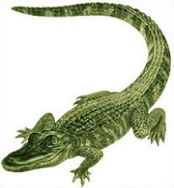 Free Alligator Clipart