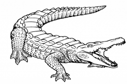 alligator black and white clipart alligator clipart sketch pencil ...