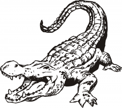 Best Of Cute Alligator Clipart Black And White - Letter Master