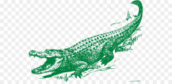 Alligator Crocodile Drawing Clip art - Green Alligator Cliparts png ...
