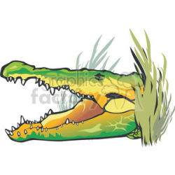 Alligator lurking behind swamp foliage clipart. Royalty-free clipart #  129775