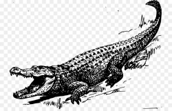Alligator Crocodile Black and white Clip art - Swamp Cliparts png ...