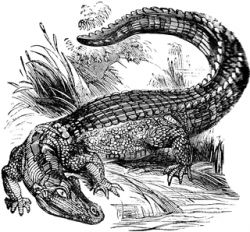 Alligator | ClipArt ETC