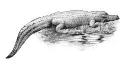 Alligator clipart vintage - Pencil and in color alligator clipart ...