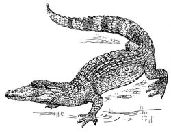 84 best Free Public Domain Images images on Pinterest | Public ...