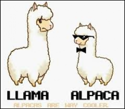 Image result for Cartoon Alpaca | Funny animal pictures | Pinterest ...
