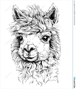Realistic Sketch Of Lama Alpaca, Black And White Drawing, Isolated ...