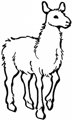 Alpaca clipart black and white - Pencil and in color alpaca clipart ...