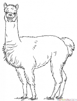 How to draw an alpaca | Step by step Drawing tutorials | Alpaca and ...