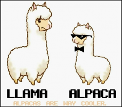 24 best Adorable Alpacas! images on Pinterest | Farm animals, Llama ...