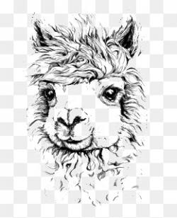 Alpaca Illustrator Png, Vectors, PSD, and Clipart for Free Download ...