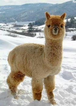 FLUFFY Alpaca! | Livestock | Pinterest | Alpacas, Animal and Llama ...