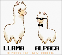 Cartoon Alpaca Vs Llama Clipart - Free Clipart | Alpacas 365 ...