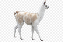 Llama Alpaca Camel Desktop Wallpaper Inca Empire - alpaca png ...