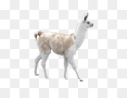 Llama Alpaca Camel Desktop Wallpaper Inca Empire - peru png download ...