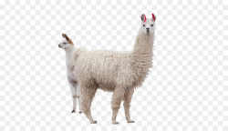 Llama Alpaca Stock photography Machu Picchu - llamas png download ...