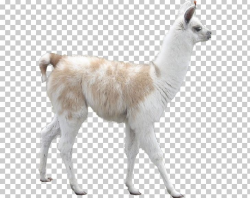 Llama Alpaca Camel Desktop Inca Empire PNG, Clipart, Alpaca ...