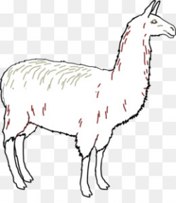 Llama Alpaca Clip art - Llama Outline png download - 534*599 - Free ...