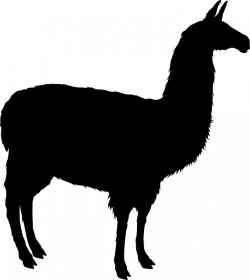 Free Image on Pixabay - Llama, Alpaca, Animal, Mammal, Zoo | Llama ...