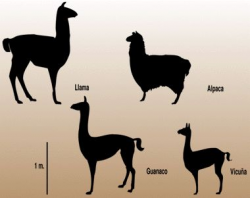 71 best Vicuña images on Pinterest | Llama alpaca, Llamas and Animales