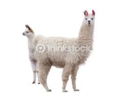 103 best Llama images on Pinterest | Llamas, Alpacas and Animal kingdom