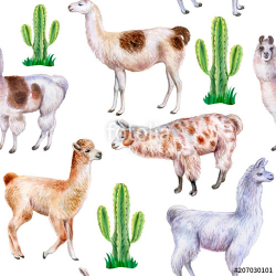 Llama and alpaca with cactuses isolated on white background ...