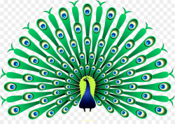 Peafowl Clip art - peacock png download - 1525*1071 - Free ...