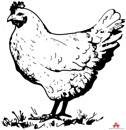 Chicken in the Farm Clipart | Free Clipart Design Download