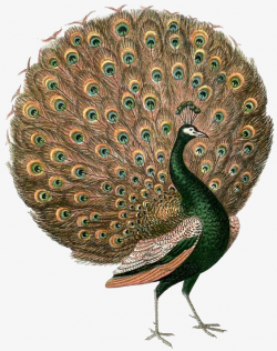 Peacock Opens The Screen, Peacock, Animal, Open Screen PNG Image and ...