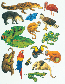 Rainforest Animals Clipart