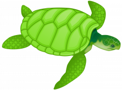 Clipart - Green sea turtle