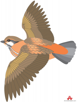 Bird Flying with Open Wings Clipart | Free Clipart Design Download