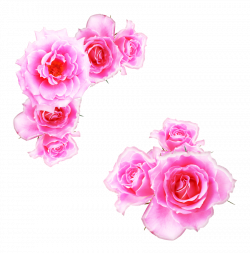bright pink roses png by Melissa-tm on DeviantArt