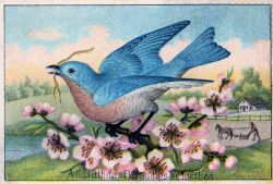 Free Vintage Clip Art - Pretty Blue Bird - The Graphics Fairy
