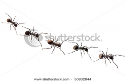 Picture of Ants Marching in a Line As They Look for Food, Isolated ...