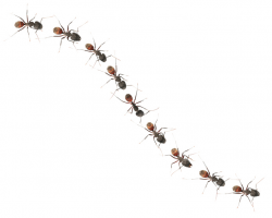 Ant parade | Lake County Nature
