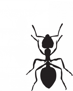 Clipart - Acrobat ant
