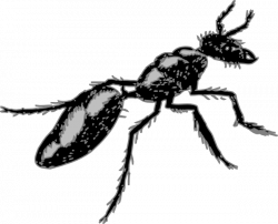 Fuzzy Ant Clip Art at Clker.com - vector clip art online, royalty ...