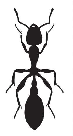 Clipart - Tree ant