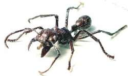 Venezuela Bullet Ant Stinging 24 Hour Ant Insect Display 2424